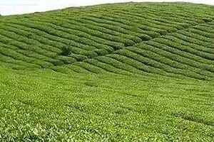 湄潭翠芽茶叶品级品质的区分