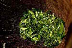 【茶功效】大叶茶有哪几种山西人喝的大叶茶的功效与作用