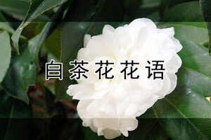 白茶花的象征寓意