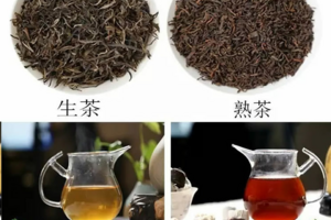 普尔茶生茶和熟茶的区别（普尔茶生茶和熟茶的区别普）