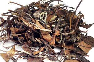 白茶的三种种植方式（白茶标准化栽培关键技术）