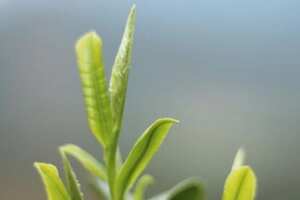2020年肺炎疫情对春茶开采、生产有什么影响_今年茶叶市场行情