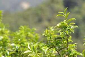 锯朵仔是什么茶多少钱一斤，凤凰单丛锯朵仔茶价格