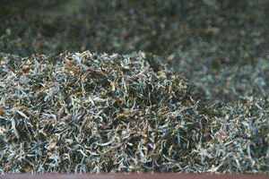 大叶毛茶属于什么大叶毛茶的功效与作用