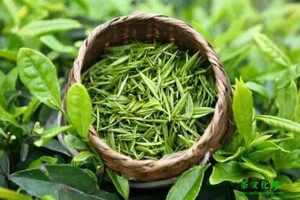 绿茶有哪些品种排名绿茶最好喝的是哪种
