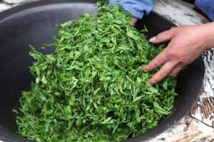 潮汕炒茶属于什么潮汕炒茶是绿茶吗？
