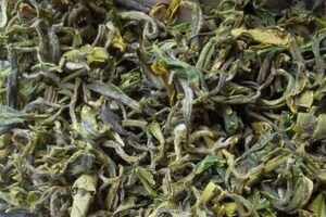 崂山绿茶多少钱一斤_崂山绿茶价格