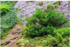 武夷山大红袍母树为什么珍贵？武夷山大红袍母树在什么生长地