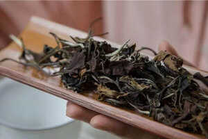 高山白茶原料优质（一杯高山白茶，饮尽南国春色）