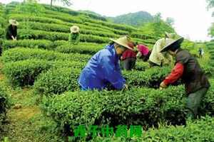 【茶功效】松溪绿茶的功效与作用喝松溪绿茶的好处