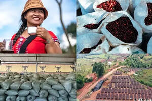 星巴克花10年做云南咖啡，咖啡在中国落地生花（下）