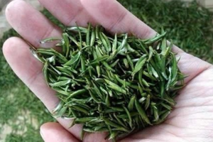 淡竹叶是绿茶吗