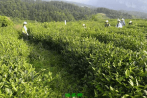 【茶功效】生态茶的功效与作用喝生态茶的好处