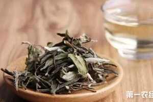 常饮白茶有益于身体恢复常喝白茶对身体有什么好处