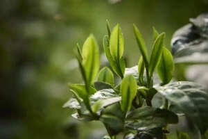 碧螺春茶树怎么种植_自己种碧螺春茶树的种植方法