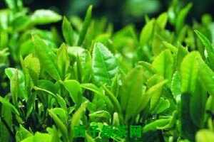 绿茶籽和绿茶有什么区别（绿茶女和绿茶有什么关系）