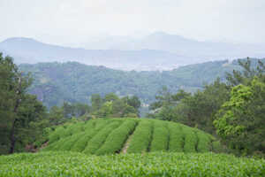 武夷山野茶属于什么武夷山野茶是红茶吗？
