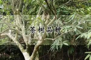 武夷水仙茶树品种