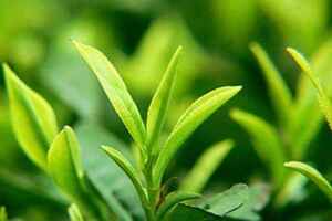 绿茶喝多了有什么坏处？夏天喝绿茶减肥有什么禁忌？