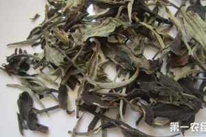 云南白茶有什么特殊的养生保健功效？
