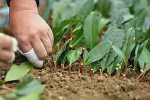 霄坑绿茶的种植过程_绿茶的种植方法