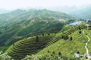 广西茶叶学会会长麦楚均率茶叶专家到凌云县指导白茶产业发展