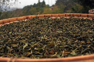 麻黑古树茶的特点_麻黑古树茶产地