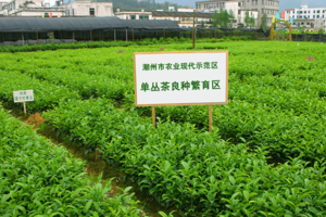 凤凰单丛（枞）茶-百科（地理标志产品 凤凰单丛(枞)茶）