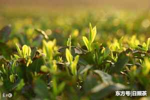 山东日照：中国最北端的绿茶！