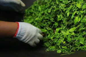 绿茶的5种杀青和干燥方式_茶叶怎样杀青才能更加青绿？