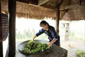 泾阳茯茶的制作工艺,茯茶的制作过程