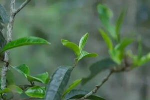 余秋雨：普洱茶吸引人的核心机密