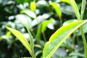 茶叶的第一颗茶芽叫什么名字
