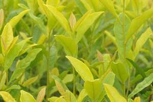 黄金叶茶叶是多少钱一斤