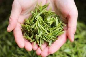 西湖龙井是绿茶吗（龙井茶是绿茶吗?）