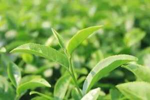 茶叶采摘的时间和季节是几月