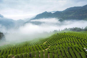贵州龙井茶的主产地