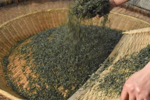 黄芩茶的制作过程
