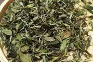福鼎白茶属于什么茶福鼎白茶的特点及品种介绍