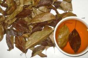 海棠茶是红茶还是绿茶