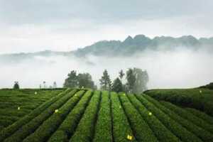 四川种植茶的优势有哪些（四川种植柑橘的优势）