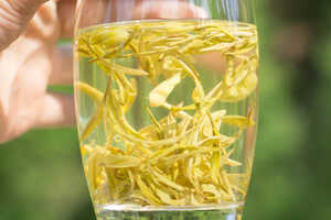黄金芽茶叶价格一般在多少钱一斤