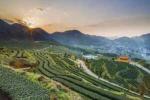 中国茶叶产地最北方到哪里