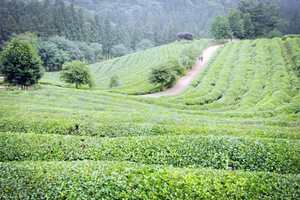 为什么绿茶分布在长江流域