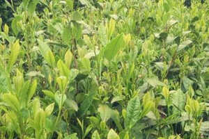 绿茶制作工业