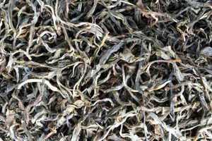 青茶是什么茶的别名