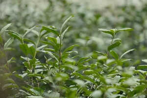 中国十大名茶茶果间作种植方式的茶