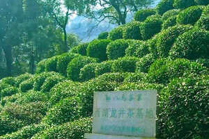 龙井茶产地是武夷山还是杭州