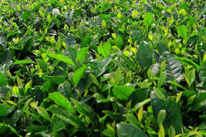 白茶茶树品种（白茶茶树品种有哪些）