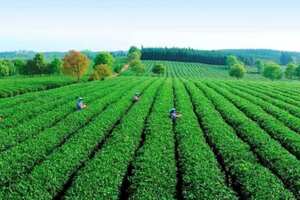 绿茶饮料生产工艺流程